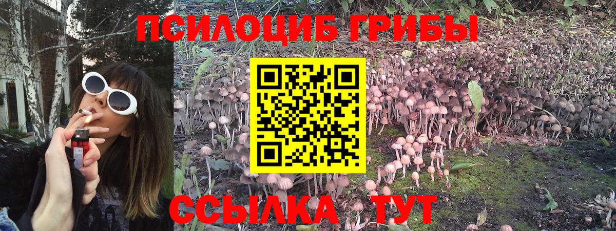 Псилоцибиновые грибы Psilocybine cubensis  Вход с VPN  Кисловодск 